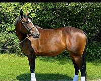 warmblood-mare