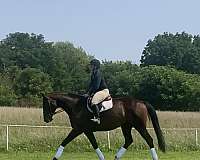 warmblood-horse-for-sale