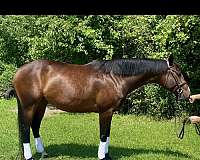 warmblood-horse
