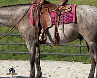 athletic-quarter-horse