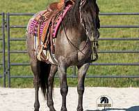 field-trial-quarter-horse