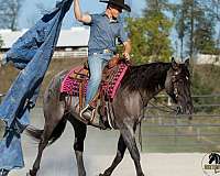husband-safe-quarter-horse