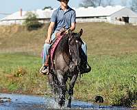ranch-quarter-horse