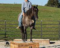 ranch-versatility-quarter-horse
