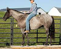 ranch-work-quarter-horse