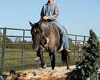 trail-quarter-horse