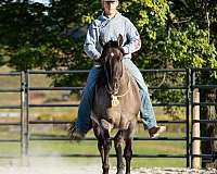trail-riding-quarter-horse