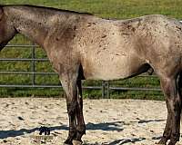 trail-class-competition-quarter-horse