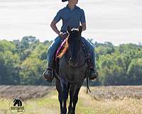 blue-roan-all-around-horse