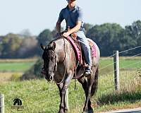 blue-roan-athletic-horse