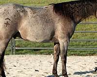blue-roan-quarter-horse-gelding