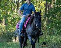 blue-roan-field-trial-horse