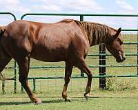 calf-roping-quarter-pony