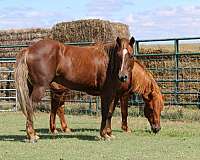all-around-quarter-pony