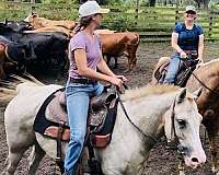 paint-pony-gelding