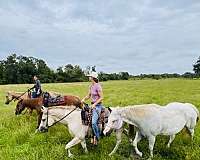 paint-pony-for-sale