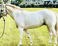 apha-palomino-pony
