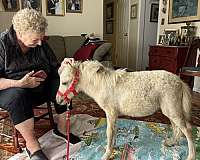 palomino-white-therapy-horse