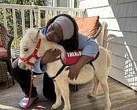therapy-miniature-horse