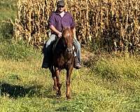 ranch-appaloosa-horse