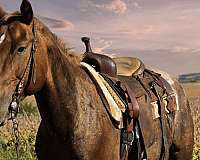 ranch-versatility-appaloosa-horse