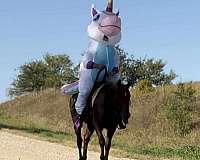 flashy-appaloosa-horse