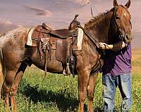 ranch-work-appaloosa-horse