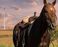 trail-appaloosa-horse
