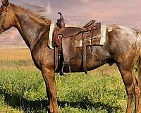 ridden-western-appaloosa-horse