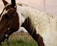 flashy-paint-horse