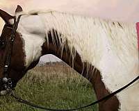 ranch-paint-horse