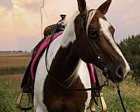 ranch-work-paint-horse