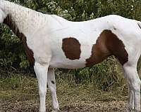 ranch-versatility-paint-horse