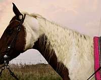 ridden-western-paint-horse