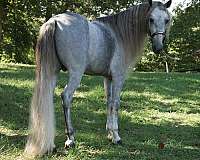 athletic-rocky-mountain-horse