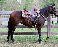 all-around-morgan-horse