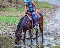 athletic-morgan-horse