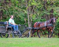 beginner-morgan-horse