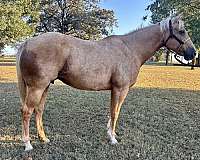 quarter-horse-for-sale