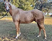 quarter-horse-mare