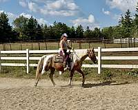 beginner-spotted-saddle-horse