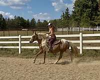 blue-eyed-spotted-saddle-horse