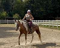 experienced-spotted-saddle-horse