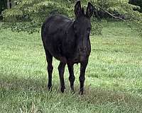 mdr-miniature-spotted-horse