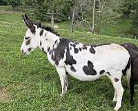 adms-donkey-mare