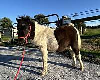 blue-eyed-miniature-horse