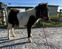 flashy-miniature-horse