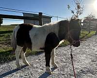 halter-miniature-horse