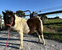 kid-safe-miniature-horse
