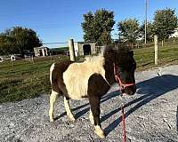 flashy-filly